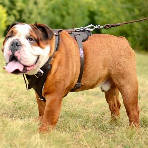 Коричневая кожаная шлейка для английского бульдога «Working Dog»